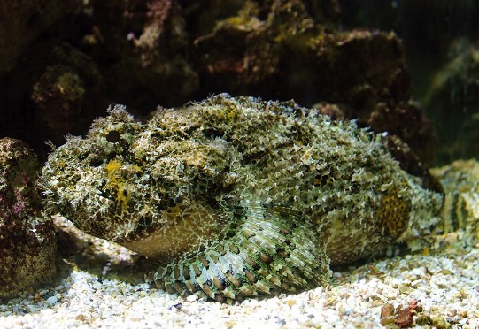 平石頭魚怎么進行繁殖 ?