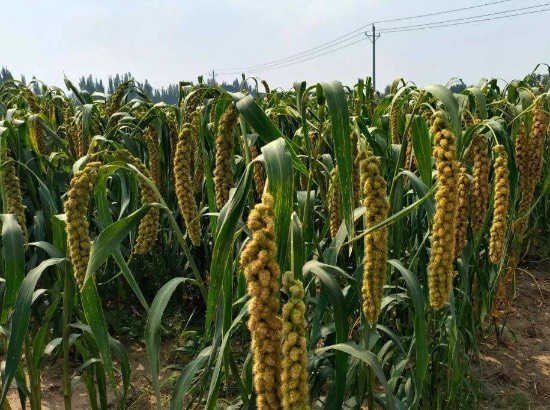谷子的莖有什么特點和功能 ?