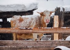 <strong>牧場冬季如何提供飼料給牛羊，可以放養嗎？</strong>