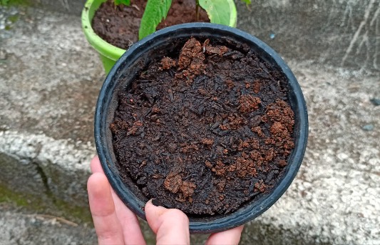 蝦衣花栽種前怎么準備基質 ?