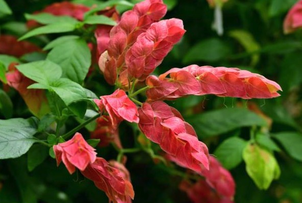 蝦衣花為什么可以持續(xù)開(kāi)花 ?