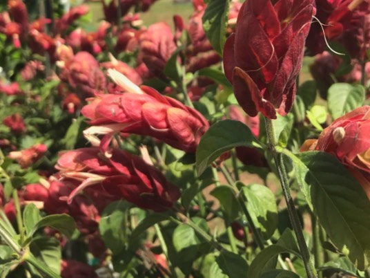 蝦衣花為什么可以持續(xù)開(kāi)花 ?