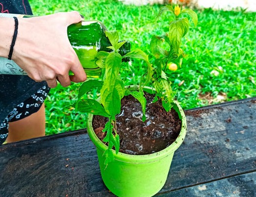 蝦衣花對(duì)土壤和水分有什么要求,花期在什么時(shí)候 ?