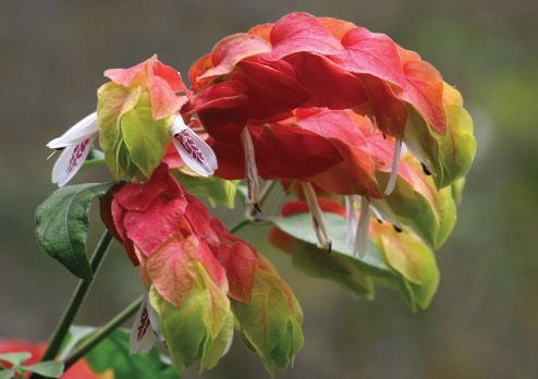 蝦衣花的花朵有什么特點(diǎn)和美感 ?
