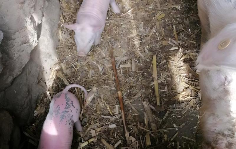 豬感染細小病毒的臨床癥狀都有哪些?