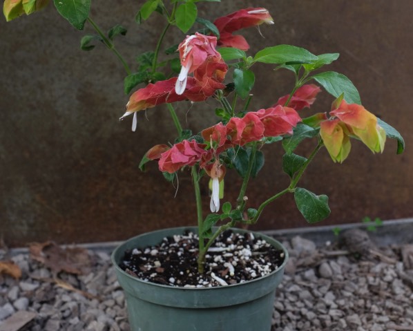 蝦衣花的插枝方法介紹 ?