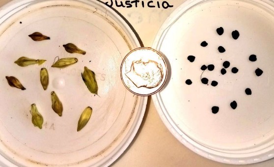 蝦衣花如何收集種子和進行處理 ?