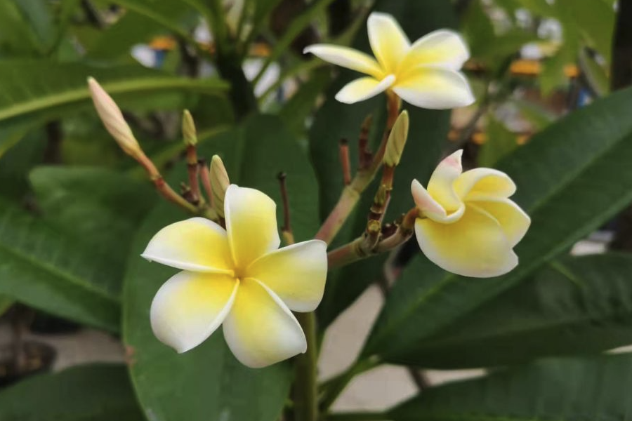 雞蛋花的果實有什么特點,包含多個種子嗎?