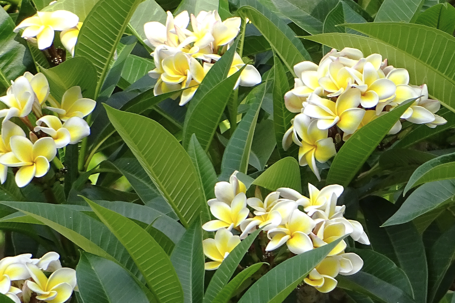 雞蛋花有哪些生態習性,花期在什么時候?