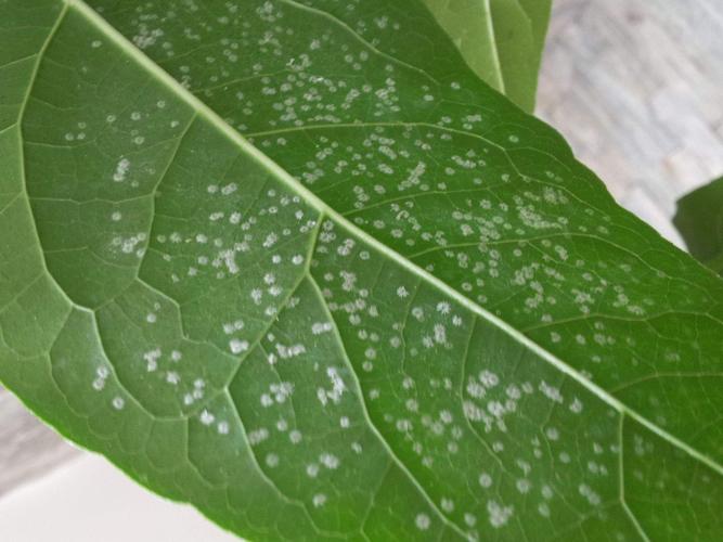 花卉上的蚧殼蟲用什么藥能徹底清除?