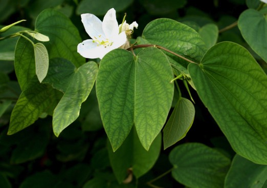 大花紫薇枝條插穗時(shí)候需要注意什么 ?
