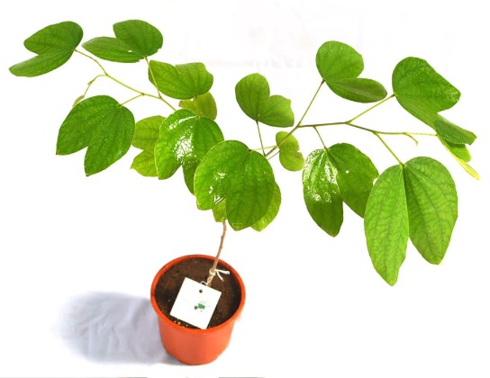 大花紫薇盆栽方法和注意事項(xiàng) ?