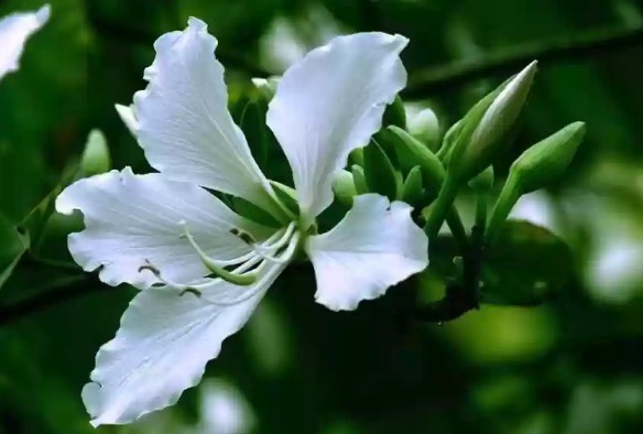 大花紫薇盆栽方法和注意事項(xiàng) ?