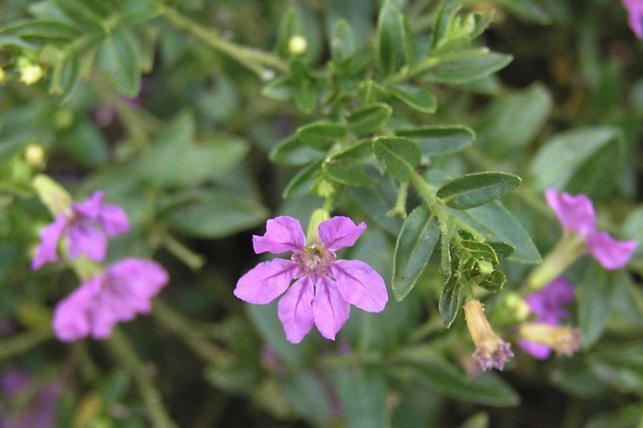 紫萼距花是什么植物,有什么特點(diǎn)?