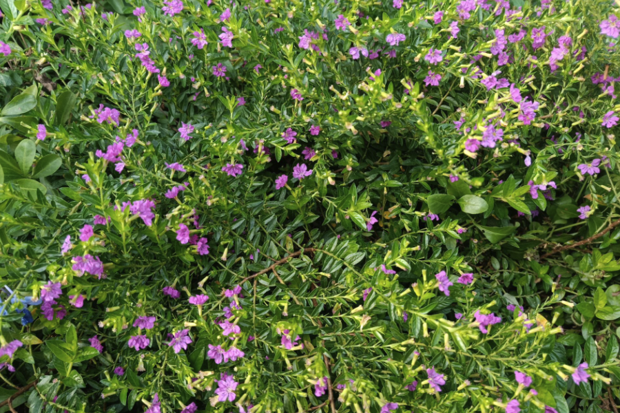 紫萼距花是什么植物,有什么特點(diǎn)?