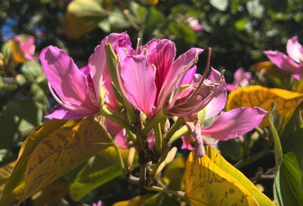 怎么欣賞大花紫薇花朵 ?