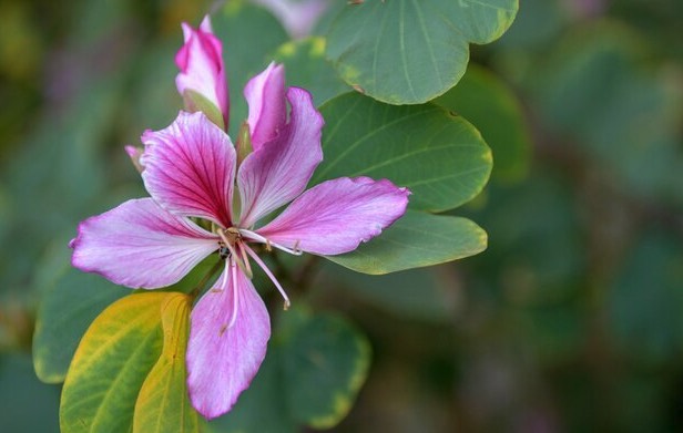 怎么欣賞大花紫薇花朵 ?