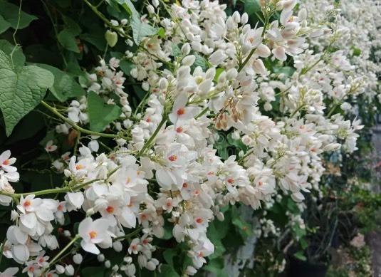 白珊瑚藤可以在陽臺種植嗎,需要注意什么 ?