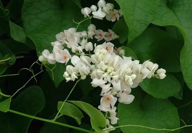 白珊瑚藤怎么進行莖條插芽,需要注意什么 ?