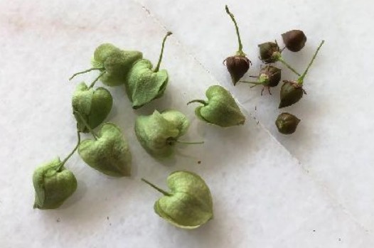 白珊瑚藤怎么收集種子和進行處理 ?