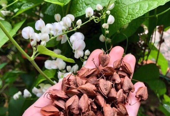 白珊瑚藤怎么收集種子和進行處理 ?