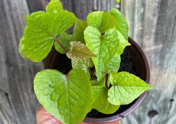 白珊瑚藤對(duì)繁殖方式有幾種 ?