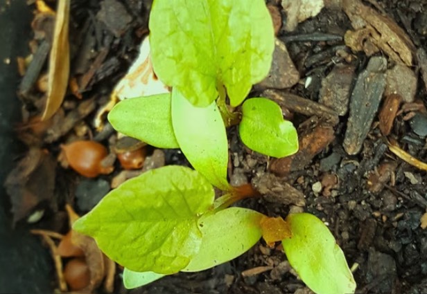 白珊瑚藤對(duì)繁殖方式有幾種 ?