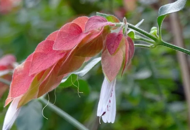 紅蝦花分株時候需要注意什么 ?