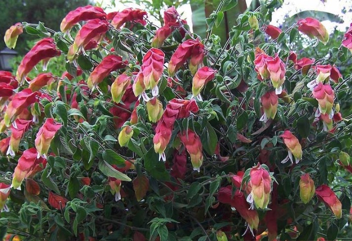 紅蝦花莖頭插芽的方法有哪些 ?