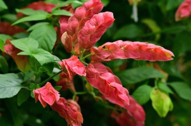 紅蝦花對(duì)生長(zhǎng)環(huán)境有什么要求,耐寒性怎么樣 ?