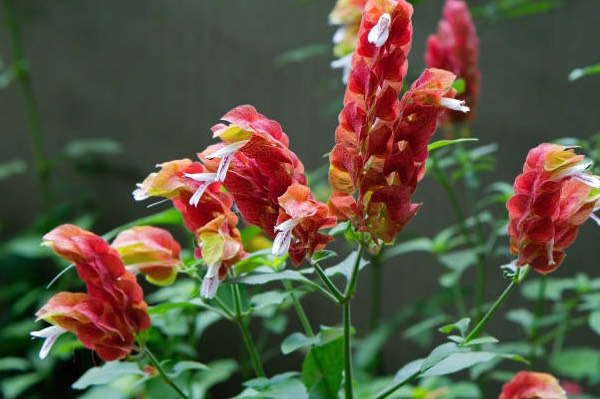 紅蝦花對(duì)生長(zhǎng)環(huán)境有什么要求,耐寒性怎么樣 ?