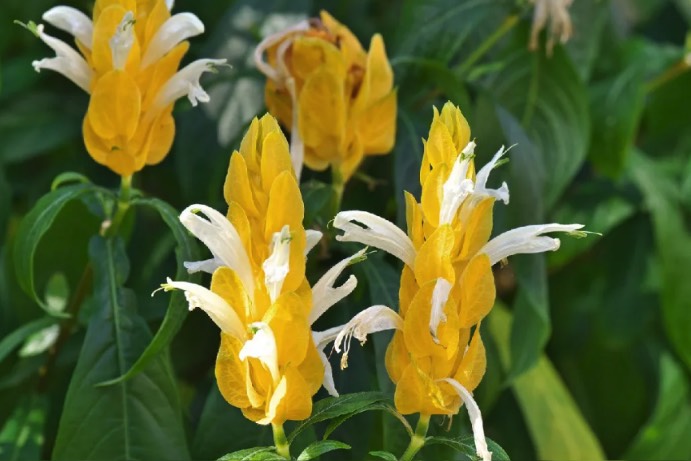 紅蝦花分布在哪些地區(qū),有什么生態(tài)習(xí)性?