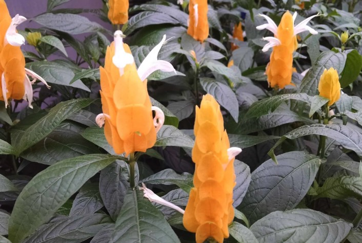 紅蝦花分布在哪些地區(qū),有什么生態(tài)習(xí)性?