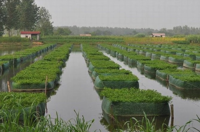 黃鱔池塘上方搭遮陰網有什么好處 ?
