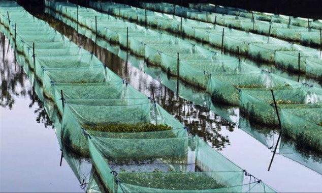 黃鱔池塘上方搭遮陰網有什么好處 ?