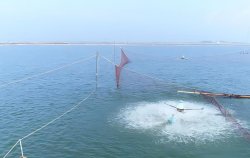 <strong>夏季高溫天氣池塘養(yǎng)魚管理措施及注意事項(xiàng)</strong>