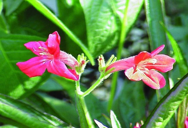 大花蘆莉分布在哪些地區(qū),有什么生態(tài)習(xí)性 ?
