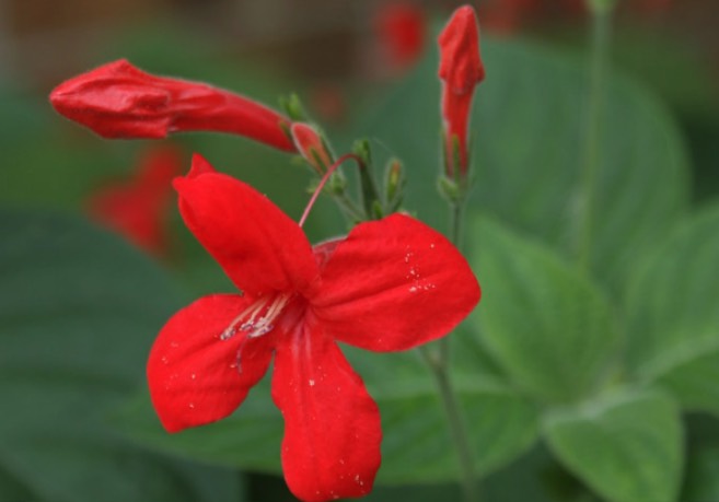 大花蘆莉是什么植物,有什么形態(tài)特點(diǎn) ?