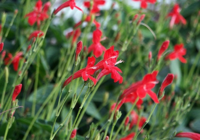 大花蘆莉是什么植物,有什么形態(tài)特點(diǎn) ?