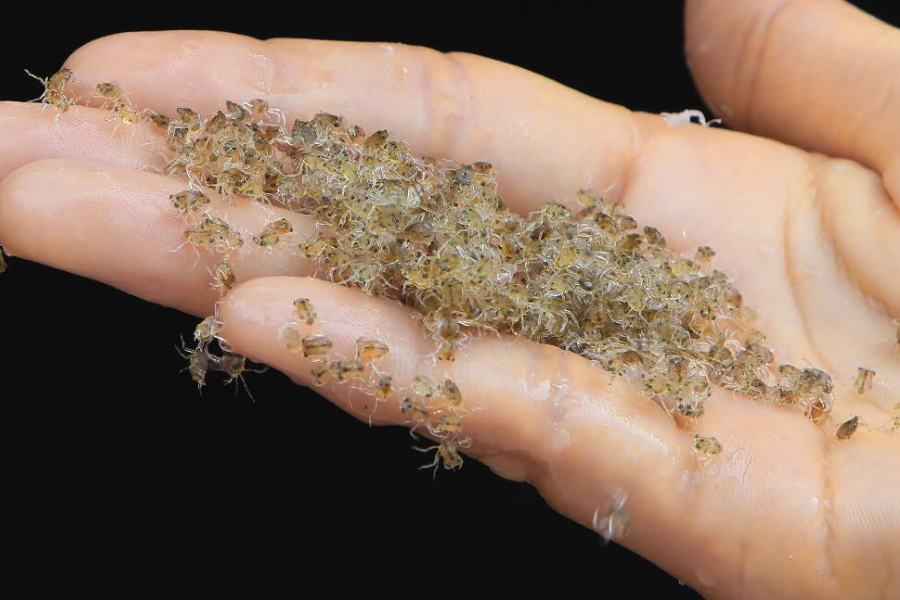 中華絨螯蟹和泥鰍一起養殖有什么好處?