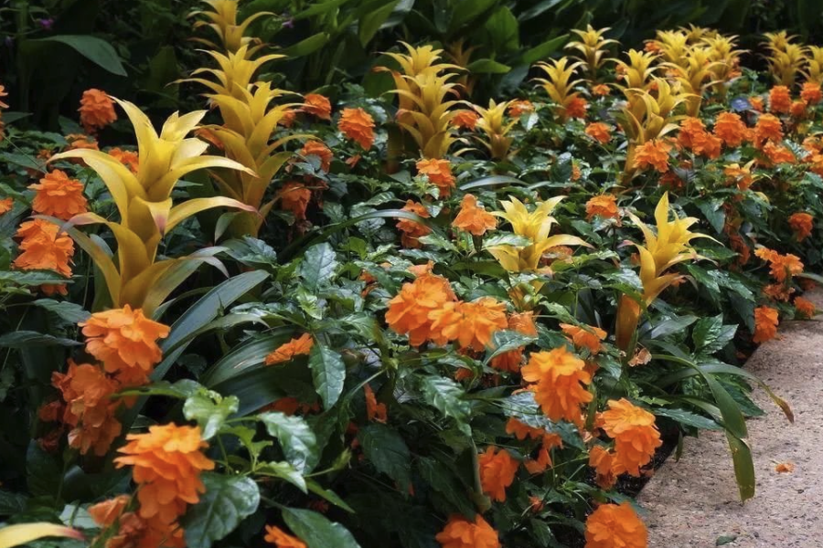 黃鳥尾花怎么培育種子和進行催芽?