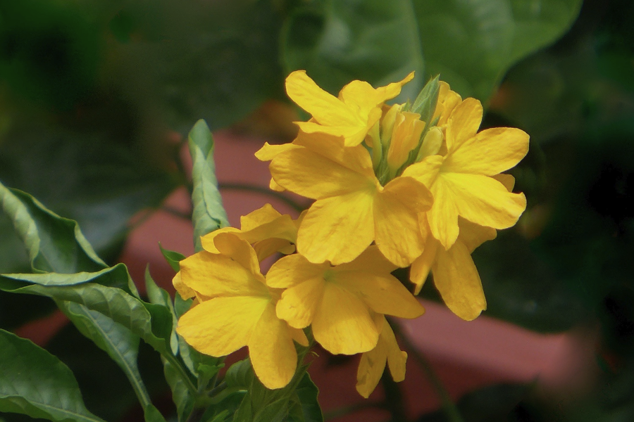 黃鳥尾花怎么收集種子和進行處理?