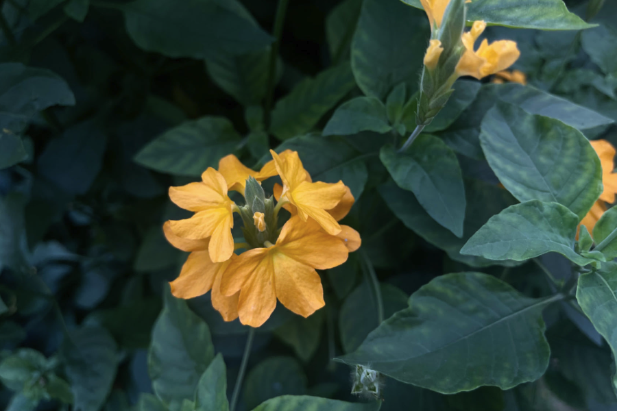 黃鳥尾花的繁殖方式有幾種?