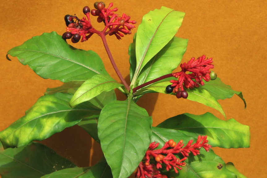 蘿芙木出現(xiàn)炭疽病怎么治療?