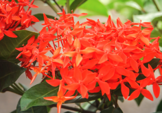 <strong>蘿芙木怎么消滅蚜蟲？</strong>