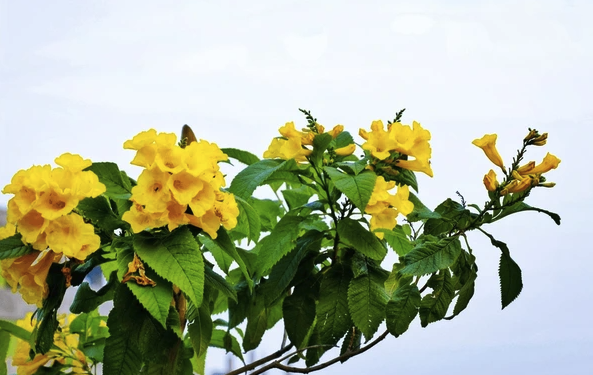 黃鐘花的生育期間怎么進行施肥?