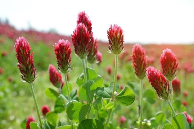 紫花苜蓿怎么進行栽種,花期在什么時候 ?