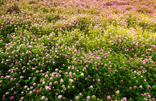 紫花苜蓿怎么進行栽種,花期在什么時候 ?