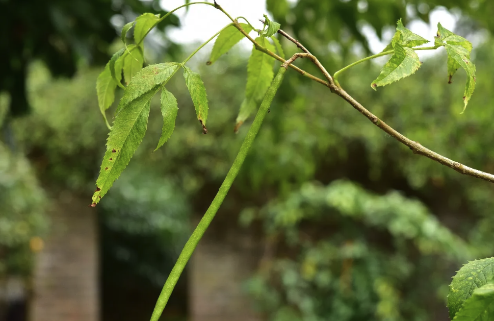 黃鐘花栽培土壤一般以什么土壤為宜?