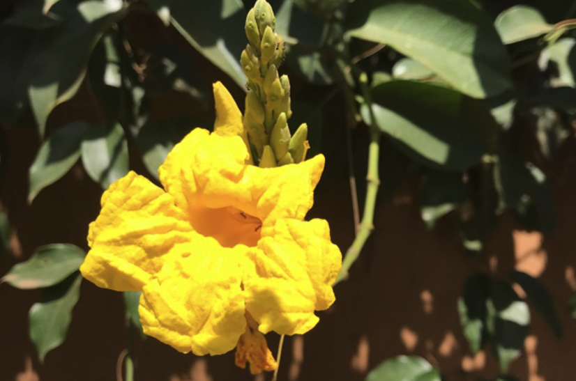 黃鐘花的分株方法是什么樣的?